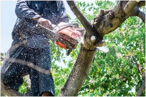 tree services Milton-Freewater